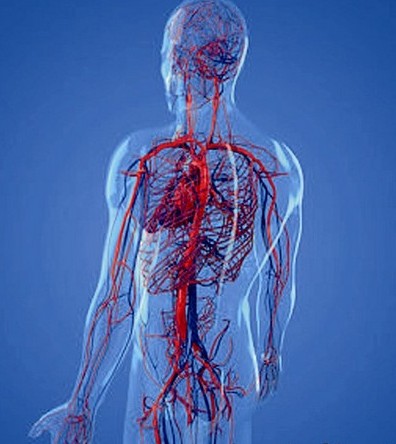 人造动脉图片